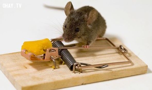Bài học từ cái bẫy chuột